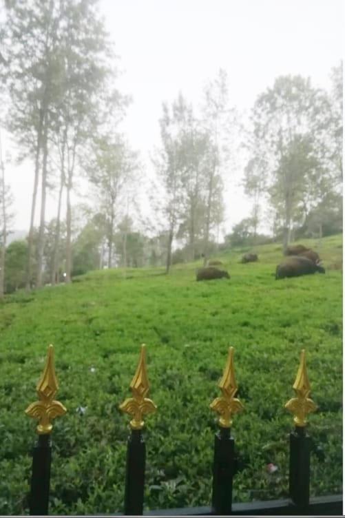 Franc Villa - Kothagiri โกตากิริ ภายนอก รูปภาพ